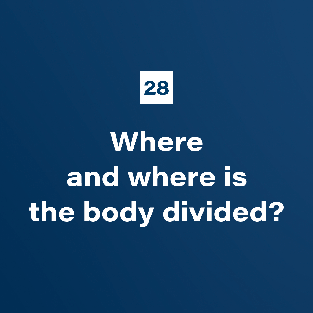 28. Where and where is the body divided?